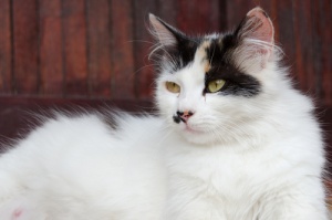 O instinto materno dos gatos... Como se comporta a futura mamãe?