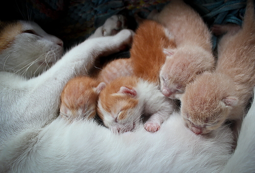 Quando se podem separar os gatinhos da sua mãe?