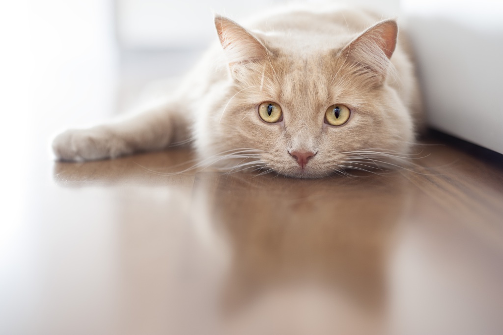 Sintomas de doenças nos gatos