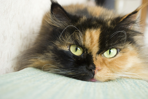 Genes dominantes nas cores dos gatos