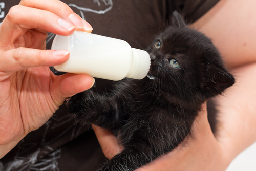 gato-bebendo-leite-2