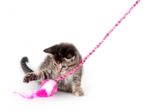 Como brincar com um gato. Qual é o jogo ou brincadeira preferida da sua mascote?