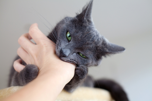 Como evitar que nosso gato nos morda Como evitar que nosso gato nos morda