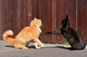 Os gatos e o instinto de luta: Por que eles brigam?