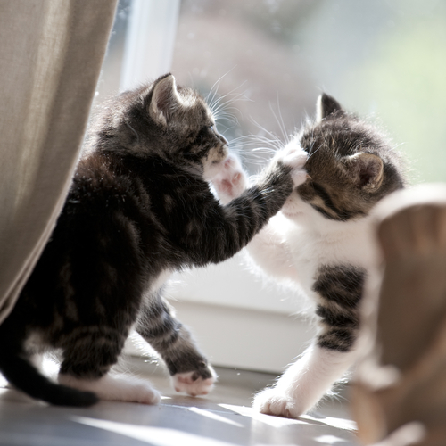 gatos