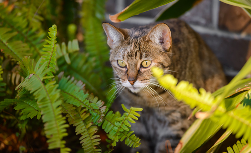 Cuidado: gatos e plantas tóxicas!