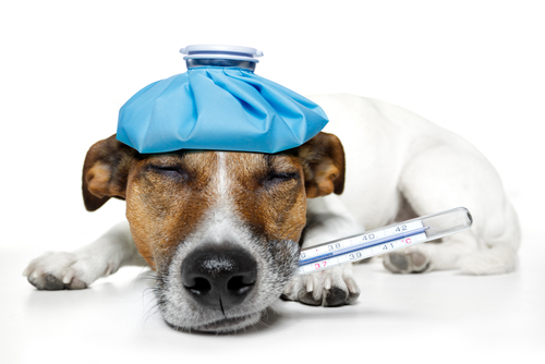 Sintomas de hemorragia em cães