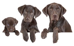Como calcular a idade dos cães em anos humanos