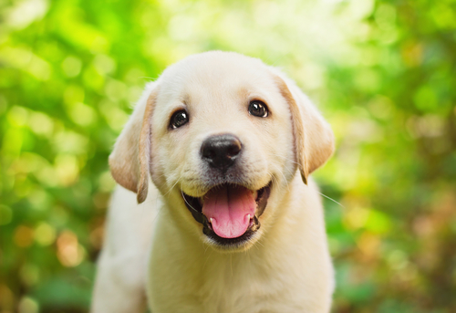 Labrador Retriever: a nobreza canina
