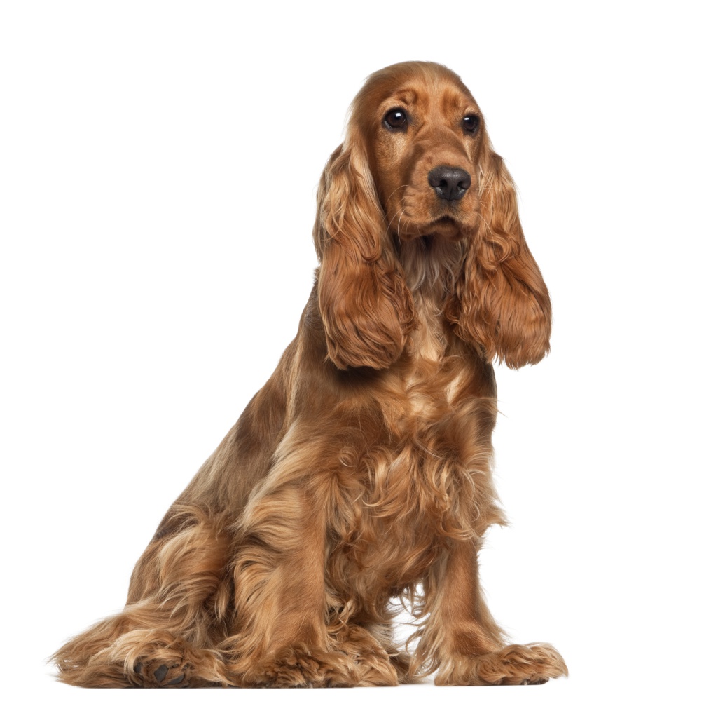 otite-canina otite canina