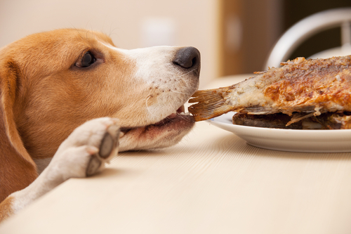 perro-roba-comida