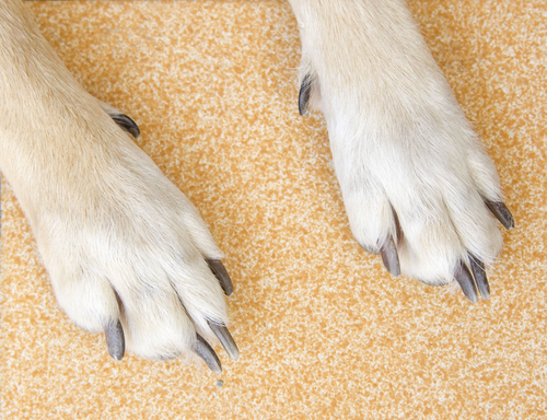 Cães arranham o local onde dormem