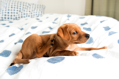 Por que os cães arranham a área onde dormem?