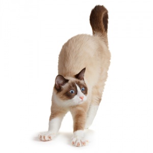 O que o rabo do seu gato está dizendo?