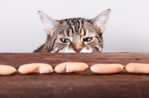 Receitas caseiras para cachorros e gatos