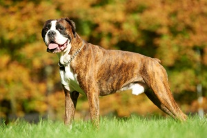 Eternos filhotes... são assim os maravilhosos Boxers