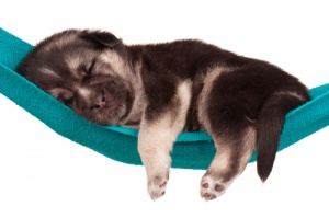 O sonho dos cães. Você já parou para observar como os cachorros dormem?