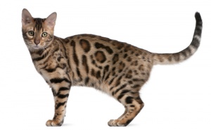 Conheça os sinais corporais do seu gato