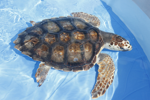 tartaruga-de-agua