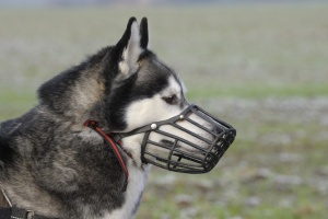 Animal com focinheira