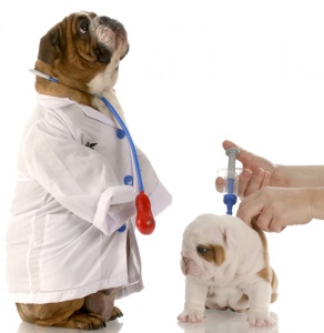 Você conhece as normas para vacinação dos cães?