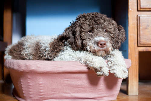 Lagotto-de-Romagnolo