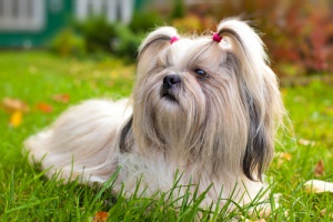 As 10 raças de cachorros que vivem mais