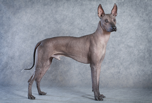 Cachorro da raça Xoloitzcuintle