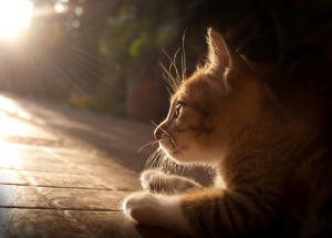Como a Aids pode afetar o seu gato?