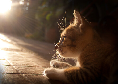 Como a Aids pode afetar o seu gato? Como a Aids pode afetar o seu gato?