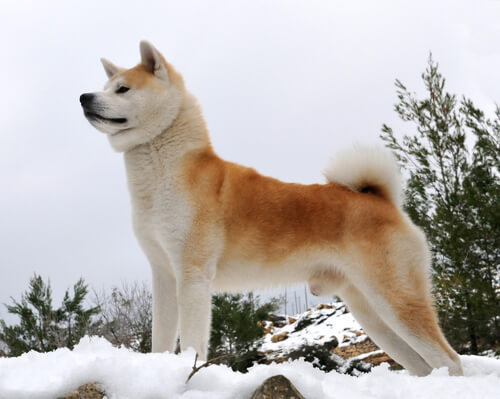 Akita, a raça de Hachiko