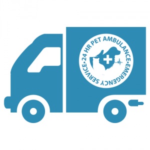 Como cuidar de um cachorro ferido