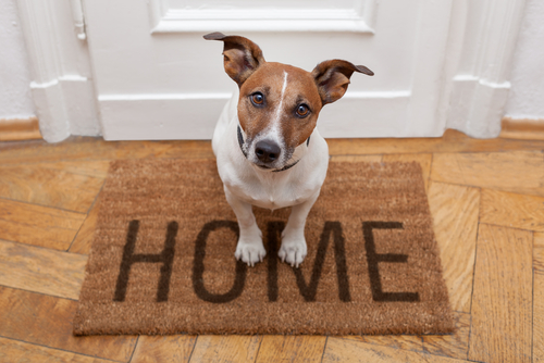 Benefícios de ter um animal de estimação em casa Benefícios de ter um animal de estimação em casa