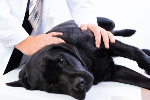 Primeiros socorros para cachorros. É preciso estar preparado!