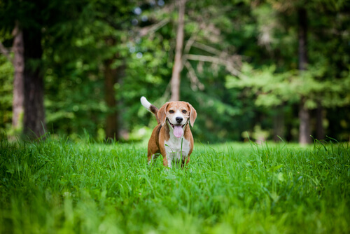 5 coisas muito simples que vão deixar seu cachorro feliz