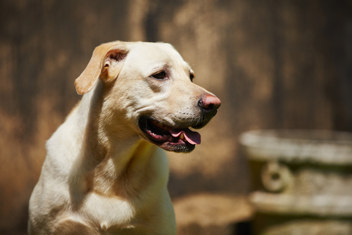 Por que os cães inclinam a cabeça?