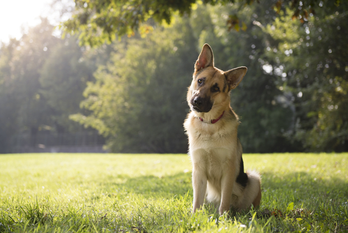 Saiba o por quê um cão sacode muito a cabeça