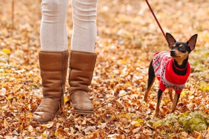 Coisas que você deve evitar fazer com seu cão no inverno
