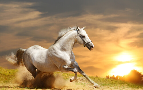 As origens dos cavalos, quer conhecê-las?