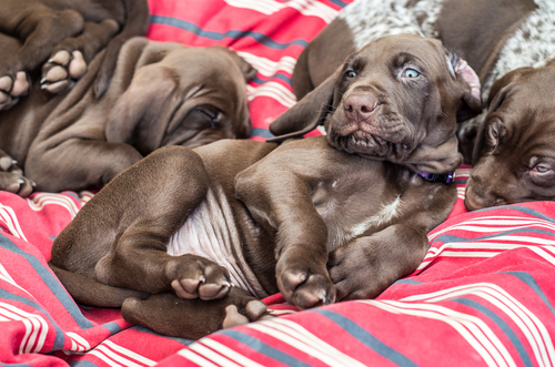 Saiba como adaptar seu cão a um novo lar