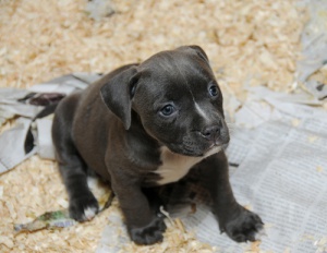 3 dicas para que o seu cachorro faça suas necessidades no lugar certo