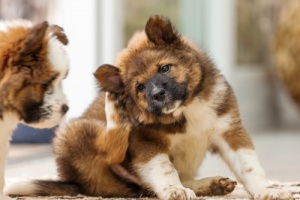 Babesiose em cães. Melhor prevenir do que remediar!