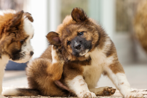 Babesiose em cães. Melhor prevenir do que remediar! Babesiose em cães. Melhor prevenir do que remediar!