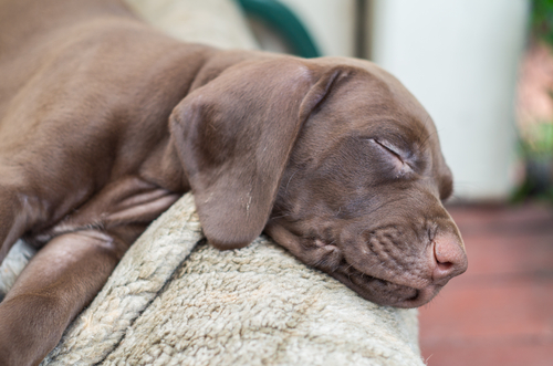 Parasitas em cachorros