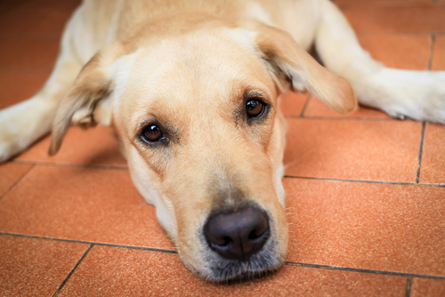 Os cuidados na velhice dos cachorros