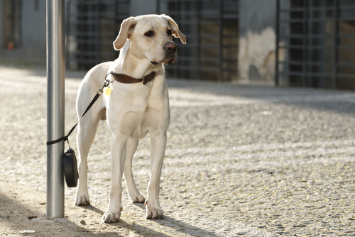 O ideal é não deixá-los amarrados