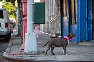 Razões para nunca deixar um cachorro amarrado na rua