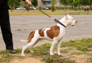 A importância da coleira para os cachorros