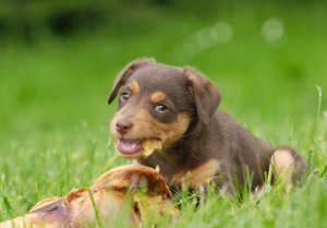 Identificada mulher que deixava comida envenenada em lugares públicos