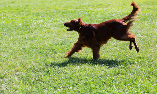 cachorrocorrendo